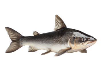 Swimming sea bass, fresh fish isolated on white background