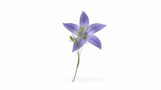 Serene Bloom:  A Single Harebell Flower's Gentle Sway Against White