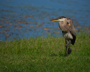 great blue heron injured