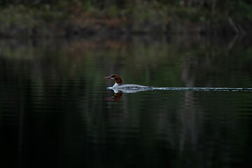 Merganser duck
