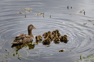 Young baby mallard ducklings swimming with their mother, female duck, in Lake Washington, cute nature background
