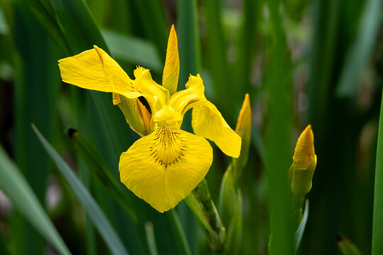 Yellow Flag Iris plant with yellow flowers blooming in a marsh, water plant, as a spring nature background
