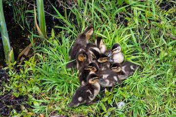 Pile of young baby mallard ducklings huddled together on grass in a marsh, as a nature background
