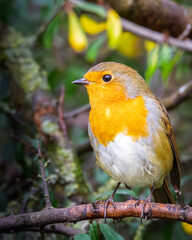 A charming Robin Red Breast (Erithacus rubecula), perched at Hauxley Nature Reserve, Northumberland, September 2025.