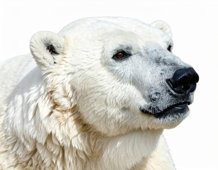 Polar bear close up with white fur and black nose looking calm and majestic against white background, showing detailed texture of its thick coat and facial features