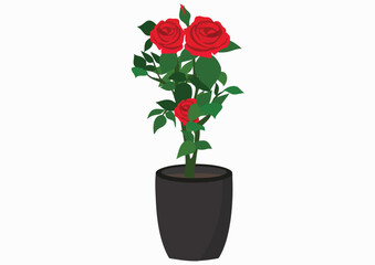 Illustration of a potted rose plant with red flowers and green leaves against a white background.