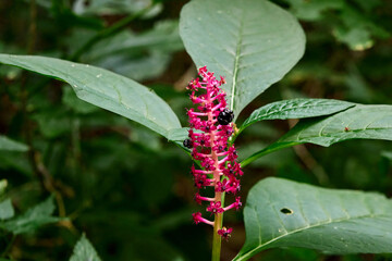 Detailed close-up of an American pokeweed plant, showing its dark purple berries and magenta flowers, surrounded by lush green leaves in a natural outdoor environment.