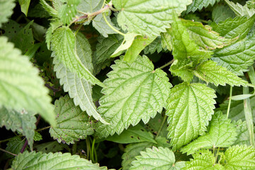 An intimate close-up captures the vibrant essence of stinging nettle leaves in their natural habitat, highlighting the plant's intricate textures, rich green colors, and distinctive leaf patterns.