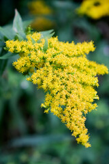 Up-close view of Solidago canadensis, commonly known as Canada goldenrod, capturing its dense cluster of vivid yellow flowers in all their striking detail.