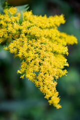 An exquisite close-up of a Goldenrod flower, revealing its radiant yellow petals and complex structure in vivid detail. The blurred background accentuates the flower's vibrant color and delicate