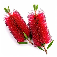 Red bottlebrush flowers, green leaves, isolated on white