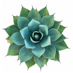 Teal succulent, top view, symmetrical petals, white background