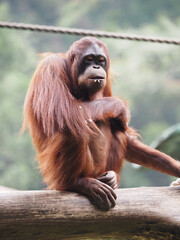 Orangutan 