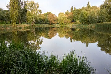 The placid lake mirroring the surrounding trees within a tranquil park environment, highlighted by thriving green reeds in the foreground, offering a scenic and serene landscape.