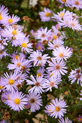 Obraz premium A gorgeous view of light purple asters with radiant yellow centers blooming in a garden, capturing the essence of autumn beauty and the delicate details of nature's artistry, perfect for themes of