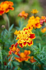 A vibrant and cheerful composition of marigold flowers in bloom, their bright yellow and red hues contrasting beautifully with the soft green background, creating a visually appealing and serene