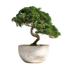 A lush, miniature bonsai tree with a gracefully curved trunk, vibrant green foliage, and a wide, shallow, off-white pot, set against a black background