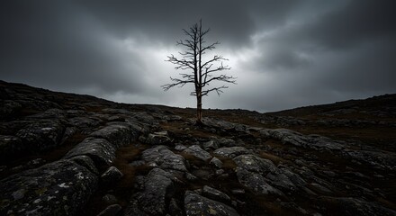 Solitary Bare Tree Standing on Rocky Hill Under Dark Cloudy Sky