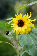A detailed shot captures a sunflower in full bloom, its bright yellow petals and dark center creating a beautiful contrast, complemented by green leaves and a natural background.