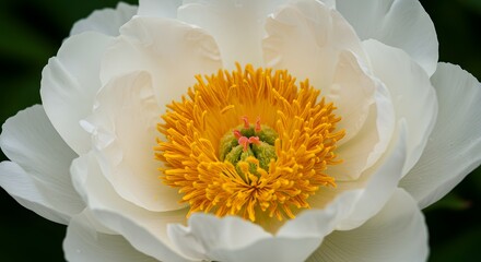 White Peony Flower with Bright Yellow Stamens in Bloom on Dark Green Background