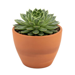 A beautiful green succulent plant in a terracotta pot, isolated on transparent background