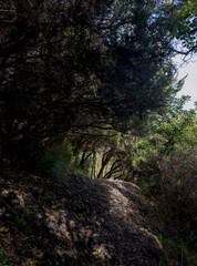 path through the forest
