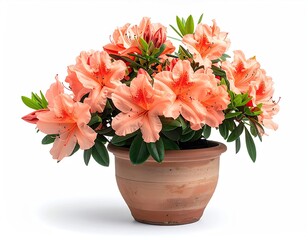 Fototapeta premium Orange azalea blossoms in pot