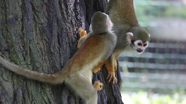 Couple of Common squirrel monkey (Saimiri sciureus) on a tree, slow motion