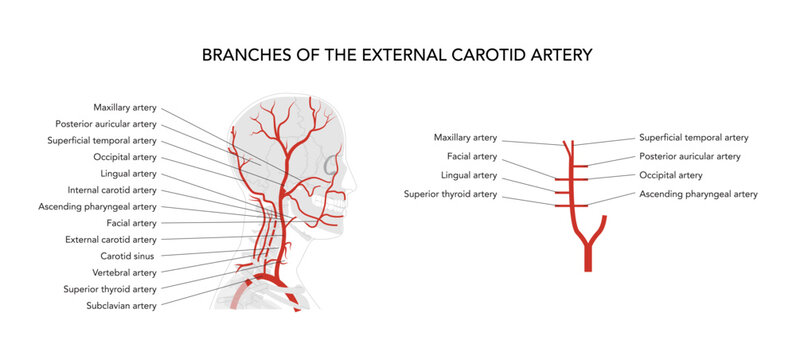 Set of Human head arteries medical diagram on human head, external carotid system branching, labeled vessels, anatomical illustration, science education reference