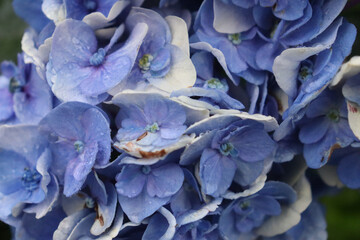 close up of blue flower