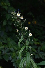 Obraz premium Indian lettuce (Lactuca indica) flowers. Asteraceae annual plants. Pale yellow ligulate flowers bloom in autumn. Young leaves are edible and have medicinal properties.