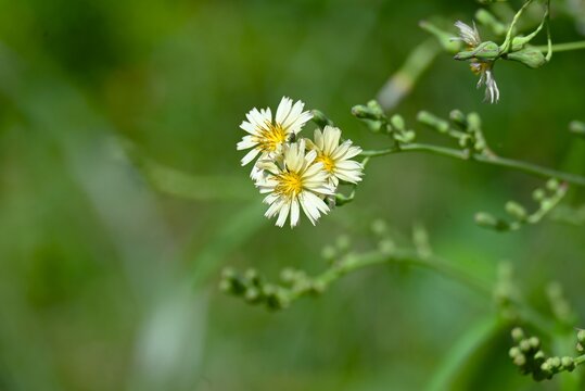 Indian lettuce (Lactuca indica) flowers. Asteraceae annual plants. Pale yellow ligulate flowers bloom in autumn. Young leaves are edible and have medicinal properties.
