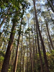 Fototapeta premium Foto de floresta de pinheiros vista de baixo para cima, com troncos altos e paralelos e luz do fim de tarde filtrando pela copa.