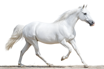 Majestic white horse galloping dynamically, embodying freedom and power in equestrian elegance with flowing mane, showcasing agility