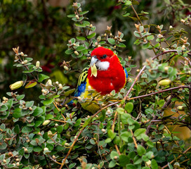 Parrot with flower in beak