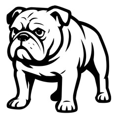 English bulldog puppy