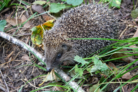 A captivating close-up features a young European hedgehog in its forest environment, surrounded by leaves and twigs, showcasing the wild animal's natural behavior and spiky quills. - Powered by Adobe
