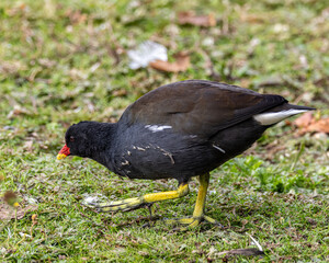 Close up of a moorhen on the ground. Massive claws on those feet.