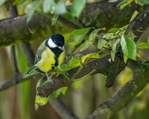 Great tit sitting pretty on a branch