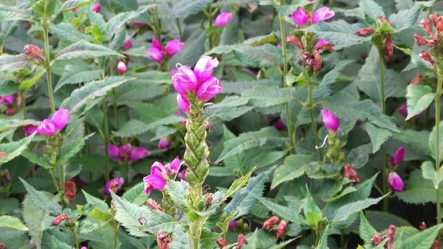 Chelone Obliqua Pink Turtlehead (perennial flower) zoom in