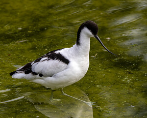 Pied avocet. British wading bird. Black and white.