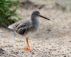 Common sandpiper. A wading bird seen around the edges of lakes and the coast of England.