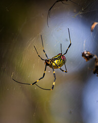 Golden Joro Spider in Sunlit Web