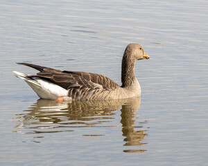 Goose swimming calmly on a placid lake.