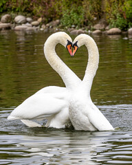 Pair of mute swans in a mating sequence. Partners for life. Beautiful birds