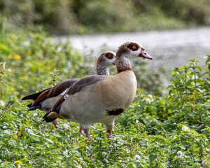Pair of wild Egyptian geese in the grass