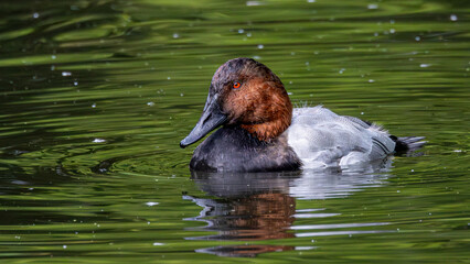Canvasback duck swimming on a lake. Species at risk.