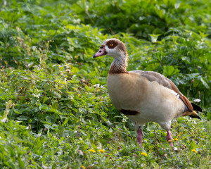 Egyptian goose at the lake edge in the UK