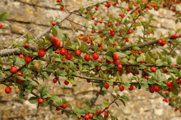 Obraz premium Cotoneaster plant with bright red berries growing on branches against an ancient stone wall in autumn