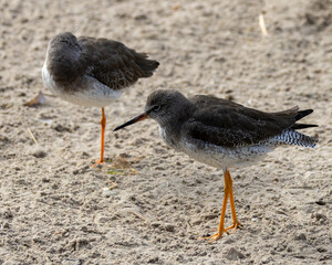 Common sandpiper. A wading bird seen around the edges of lakes and the coast of England.